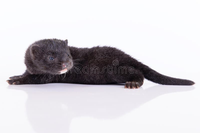 Black animal mink stock photo. Image of predator, beast 31815292