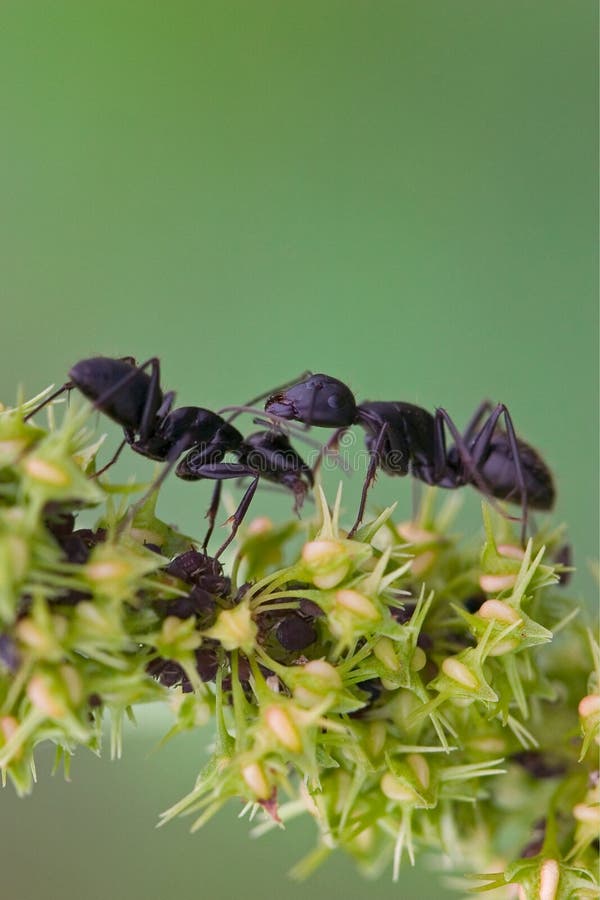 Black ant