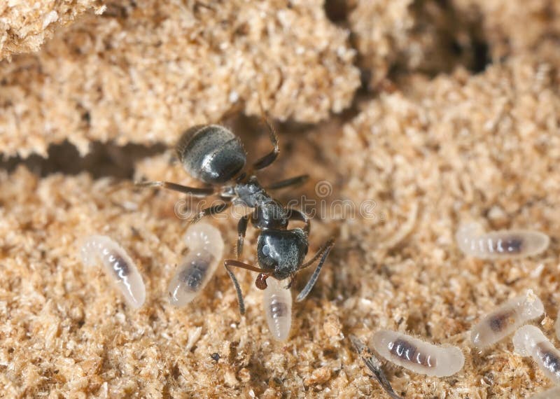 Black ant (Lasius niger) resquing larva