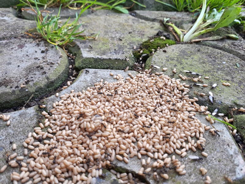Black Ant are Moving Their Eggs, Stock Image Image of natural, black