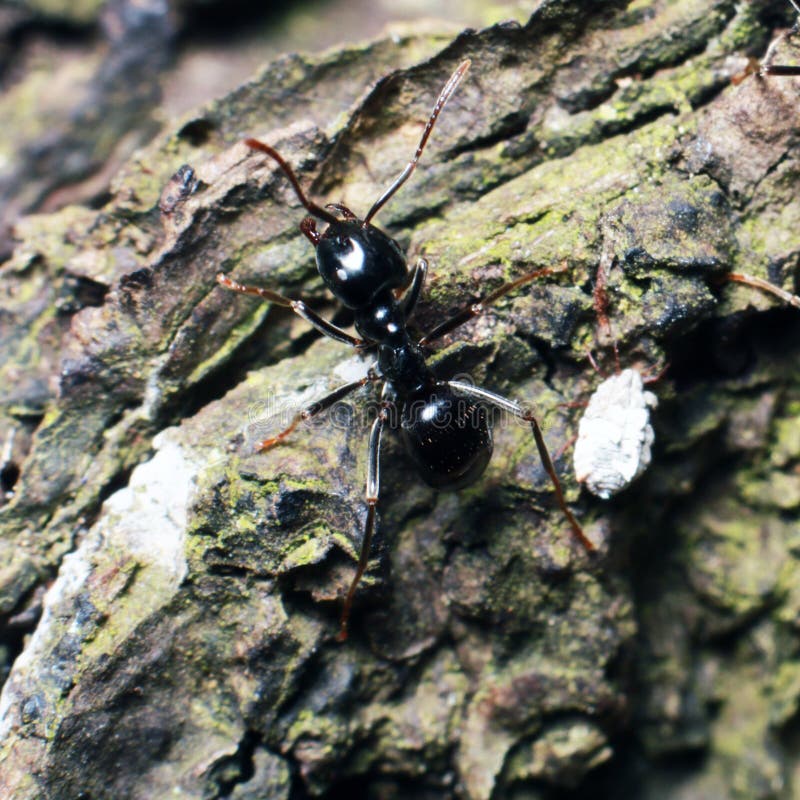 Black ant on tree bark. Nature background.