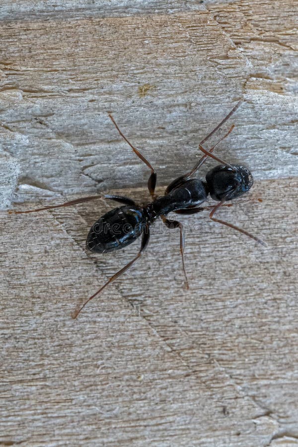 Black Ant on Wooden Fence Post Macro Close Up Stock Image Image of