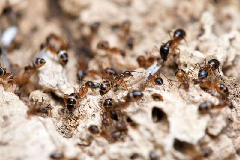 Black Ants with Eggs and Pupa in the Nest on Nature Background. Stock