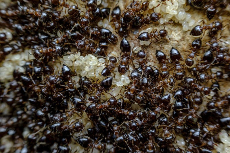 328 Closeup Black Ants Eggs Stock Photos Free & RoyaltyFree Stock