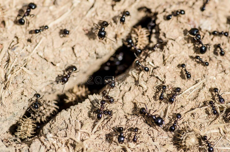 Black ants gathering food stock image. Image of season 34233459
