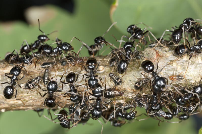 Black ants harvesting on aphids