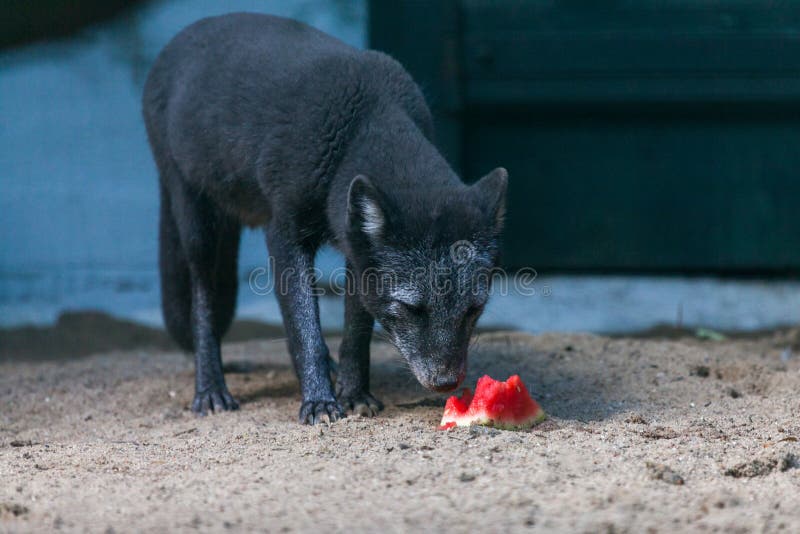 Black arctic fox stock image. Image of sleep, churchill 33334417