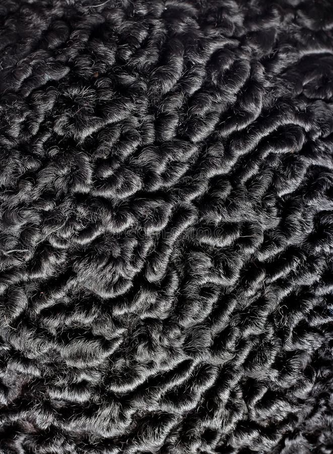 Black astrakhan fur stock photo. Image of closeup, abstract - 36274386