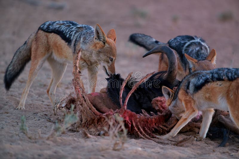 Black Backed Jackal, Canis Mesomelas, African Fox-like Canid Feast on Wildebeest Carcass. Animal Action Scene, Hunting Behavior Stock Image - Image of blackbacked, behavior: 186526263 Black Backed Jackal, Canis Mesomelas, African Fox-like Canid Feast on Wildebeest Carcass. Animal Action Scene, Hunting Behavior Stock Image - Image of blackbacked, behavior: 186526263