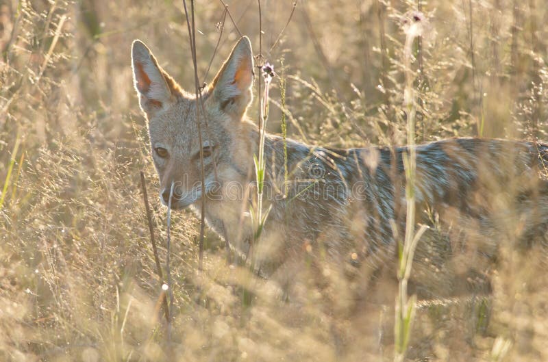 Black-backed jackal in mist