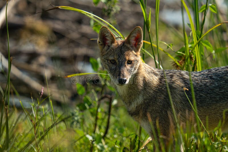 123 Coyote Jackal Wolf Fox Stock Photos - Free & Royalty-Free Stock Photos  from Dreamstime