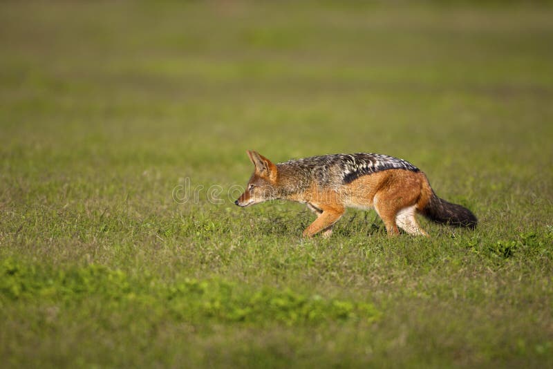 Black Backed Jackal Close Up Stock Photos - Free & Royalty-Free