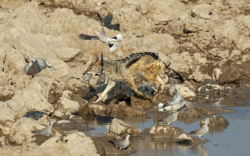 Black backed Jackals chasing and catching  pigeons .