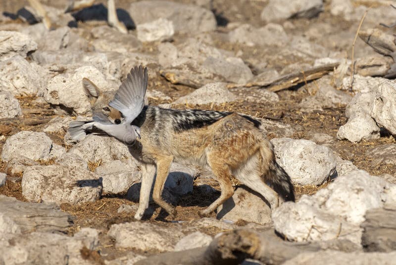 Black backed Jackals chasing and catching  pigeons .