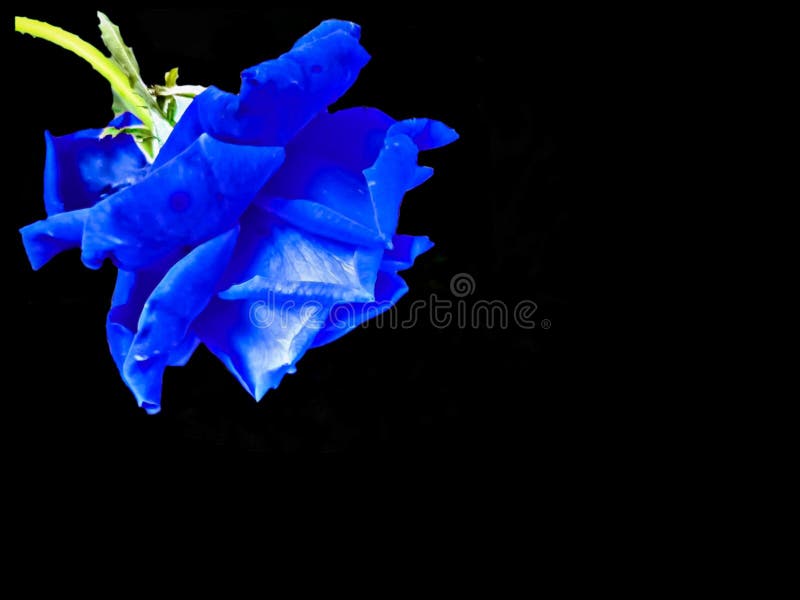 BLACK BACKGROUND with DARK BLUE ROSE PETALS FLOWER BLOSSOM on CORNER  CLOSEUP GARDEN NATURE WALLPAPER ABSTRACT ISOLATED Stock Photo - Image of  closeup, black: 179472118