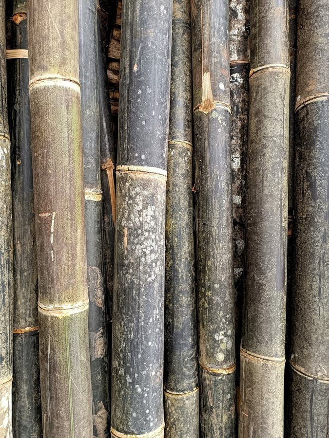 Black Bamboo Sticks for Construction Material Stock Image Image of