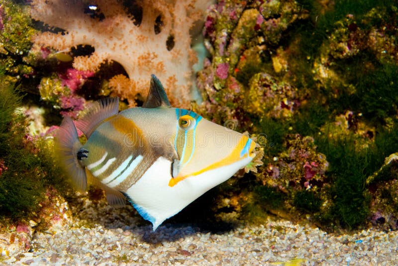 Black-bar or Picasso Trigger Fish