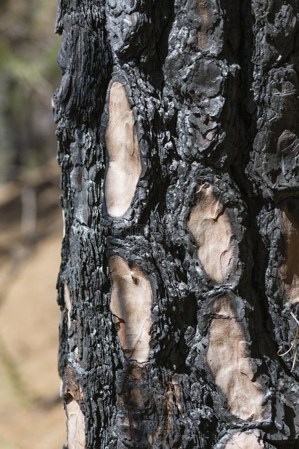 Burnt Pine Tree Bark, La Palma, Spain royalty free stock image