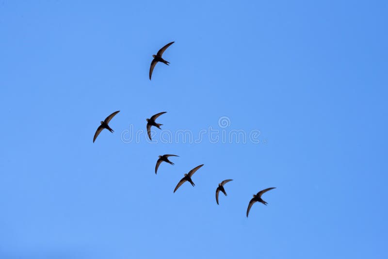 Black barn swallows flying