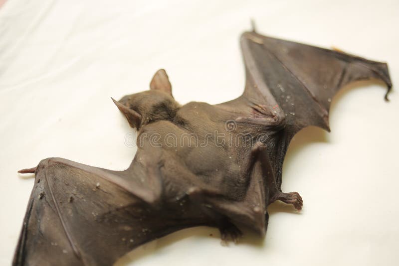 Black bat stock image. Image of mammal, wildlife, wing - 93249033