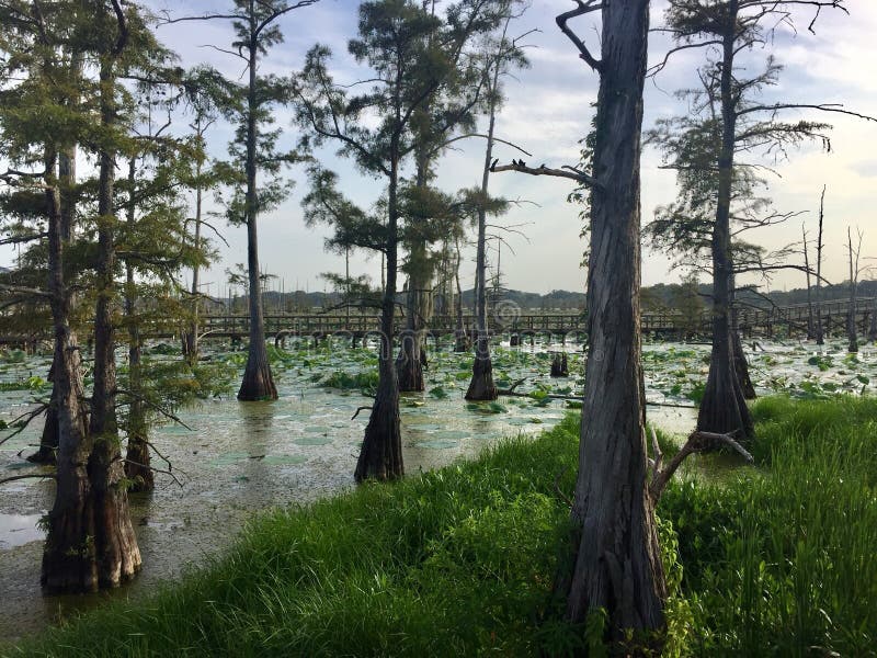 Black Bayou in Monroe, Louisiana