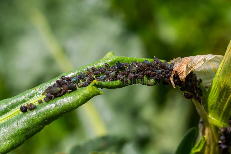 The Black Bean Aphid Aphis Fabae is a Member of the Order Hemiptera
