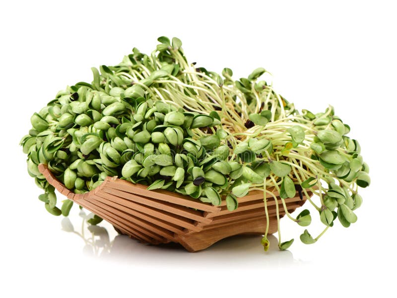 Black bean sprouts stock image. Image of grow, plant 34959599