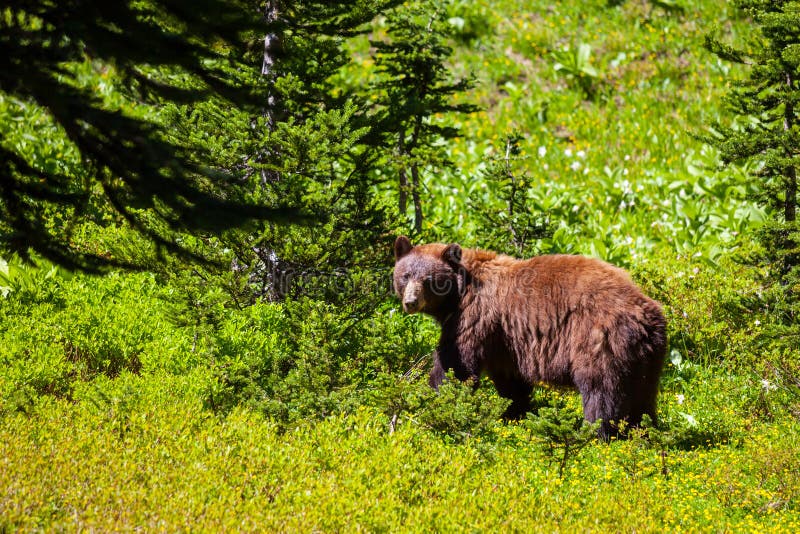 American Black Bear in Jasper, Alberta Stock Photo Image of wild, national 41883096