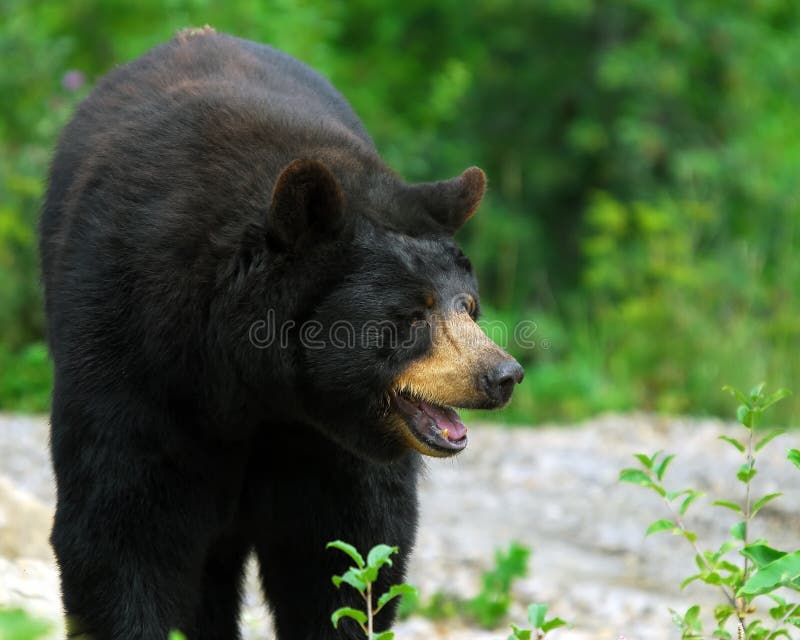 Black Bear