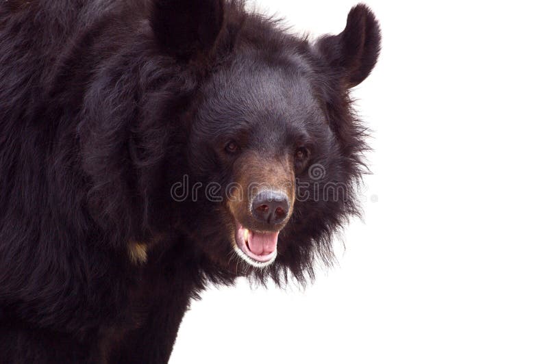 Black bear