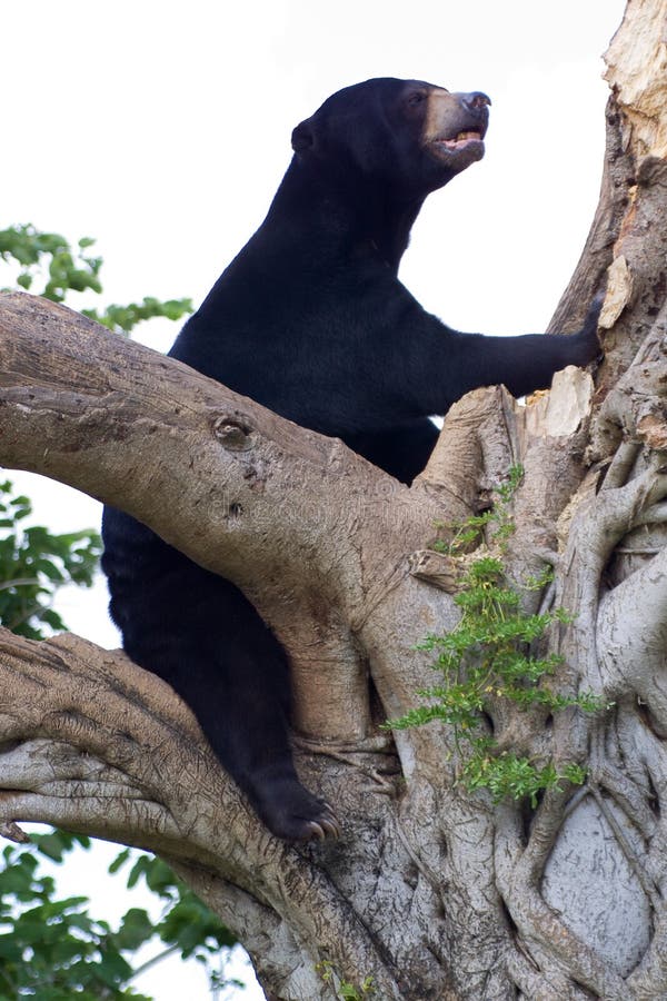 Black Bear