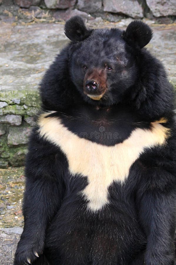 Black bear