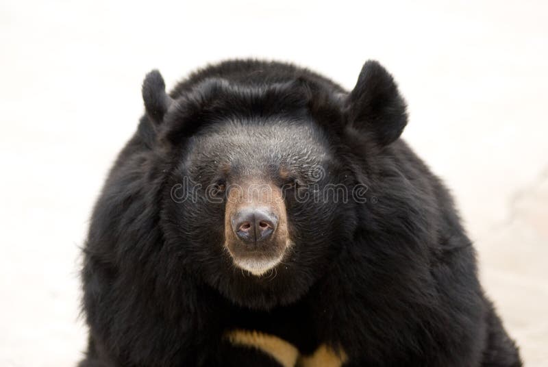 Black Bear