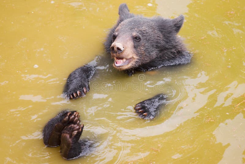 Black bear stock image. Image of sunlight, wildlife, mammal 9990445