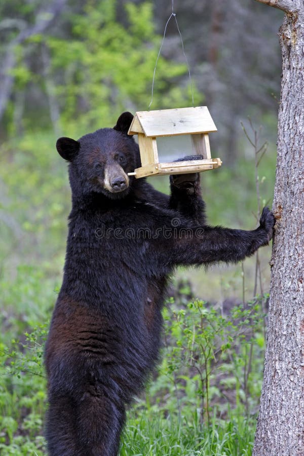 Black Bear Stealing Sunflower Seeds from Bird Feeder Stock Photo