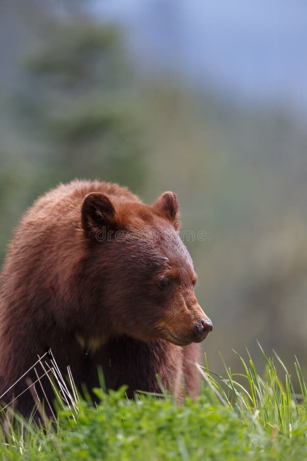 Black Bear brown color stock photo. Image of hunting 41907246