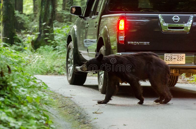 Black Bear by car in Cades Cove GSMNP royalty free stock photography Black Bear by car in Cades Cove GSMNP royalty free stock photography