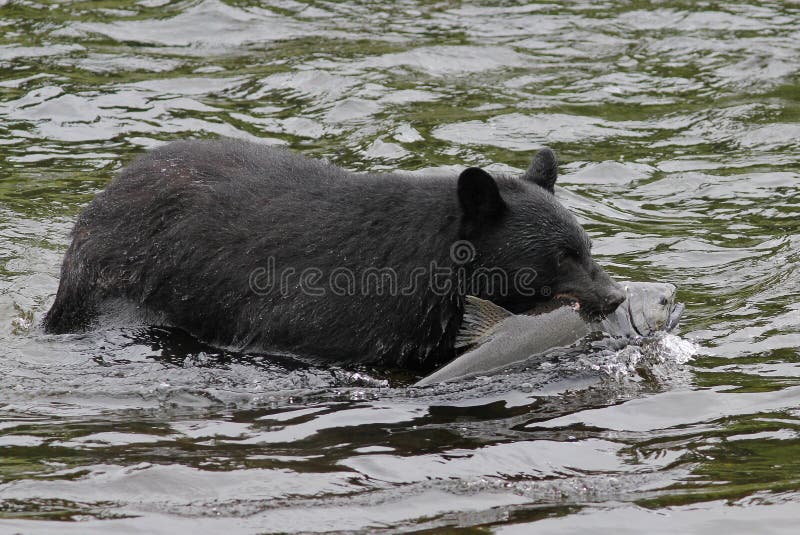 Black Bear Catching Salmon