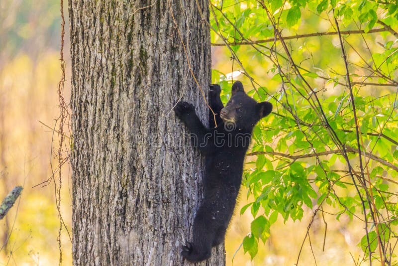 BLACK BEAR CUB stock photo. Image of cute, canada, fauna 63509574
