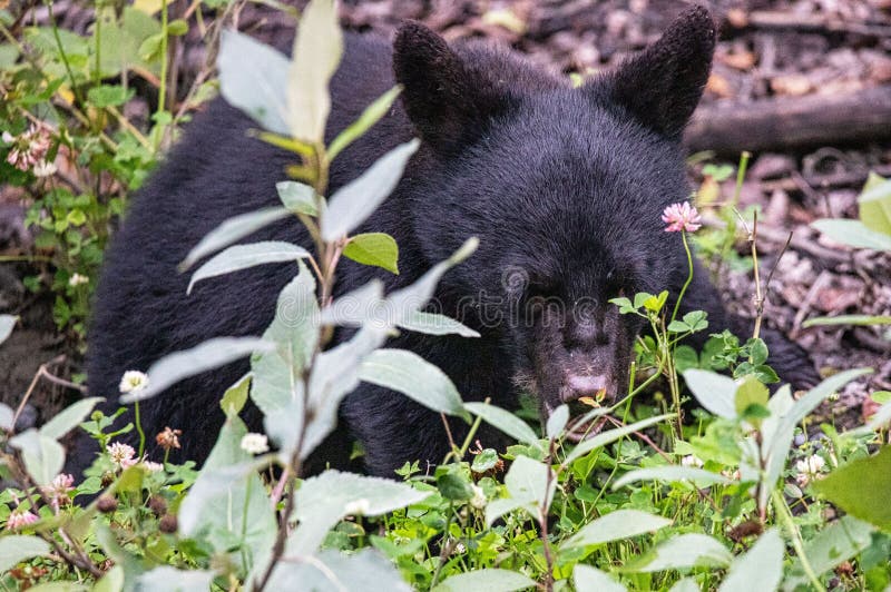 Black Bear Cub in Cooper Landing, Alaska Stock Photo Image of grass