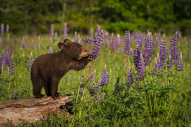 Black Bear Cub Ursus americanus Paws at Lupine Summer