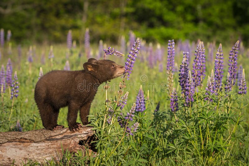 Black Bear Cub Ursus americanus Sniffs at Lupin - captive animal. Log animal stock images, royalty-free photos and pictures