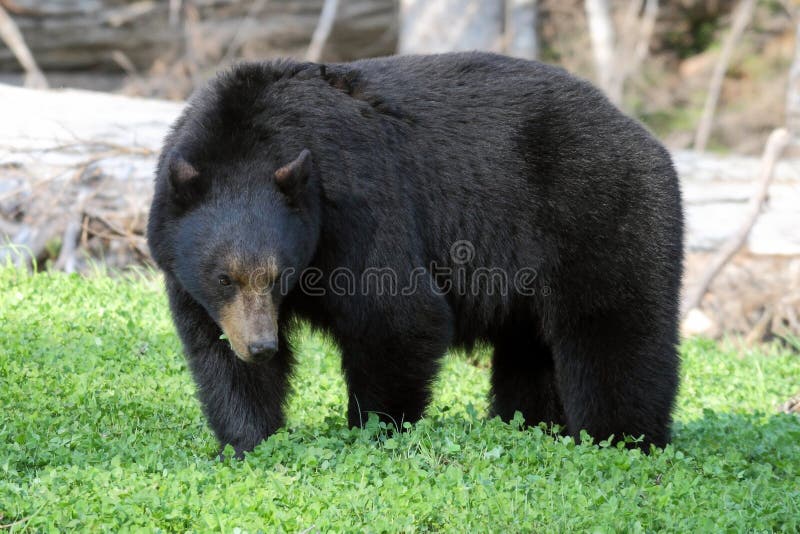 Black Bear eating clovers, Whistler