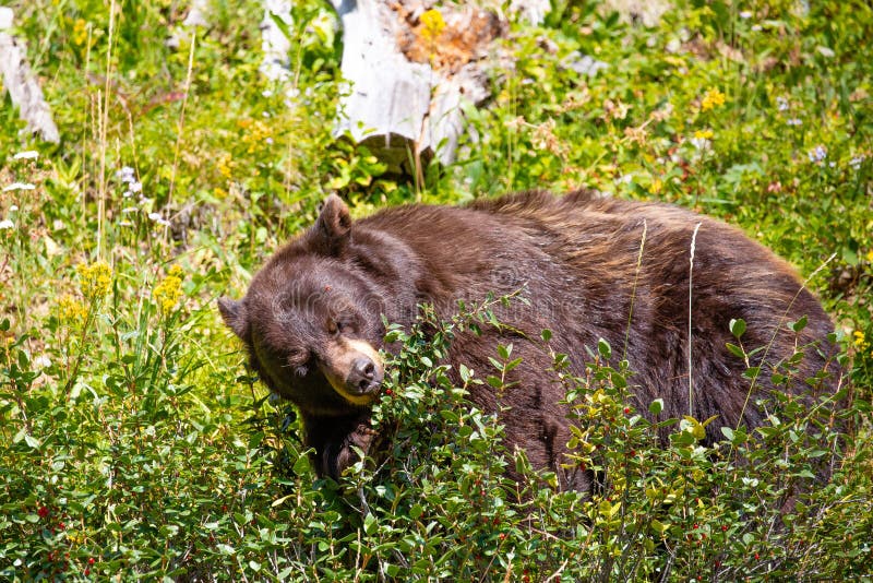 Black Bear Eating Wild Berries in the Forest Stock Image Image of