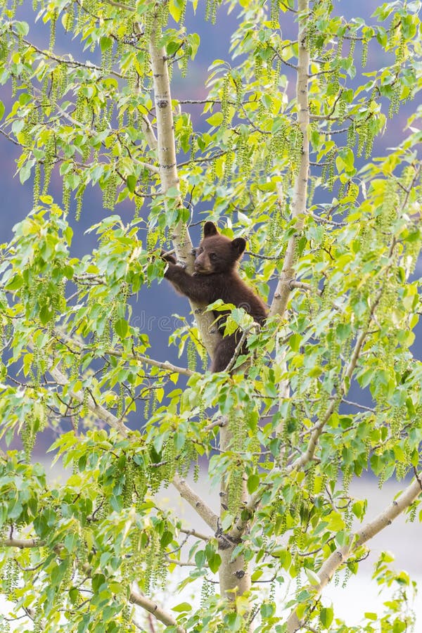 Black Bear Family in a tree