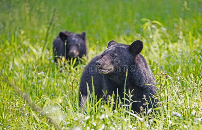 Two Black Bears eating green grass in a field of greenery.