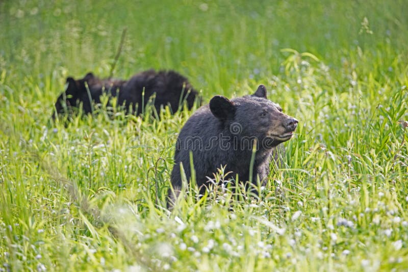 Two Black Bears eating green grass in a field of greenery.