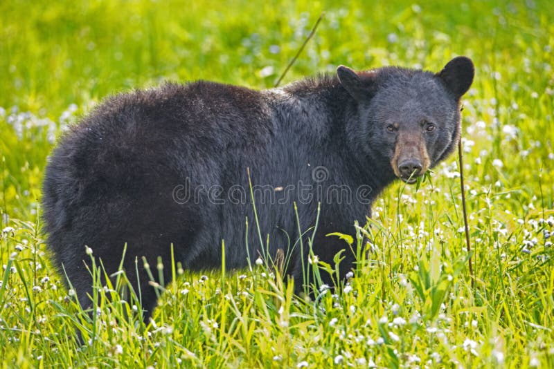 A Black Bear female feeds on green grass.