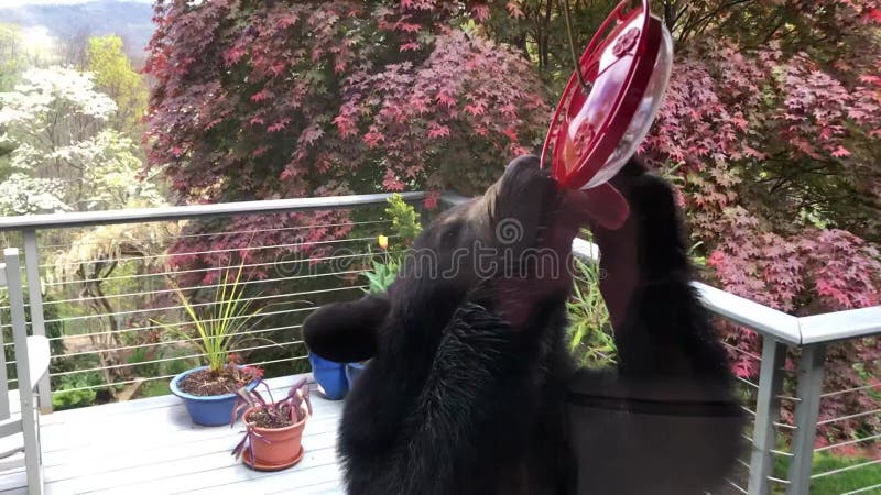 Black Bear on Hummingbird Feeder