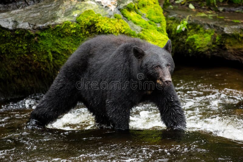 Black Bear